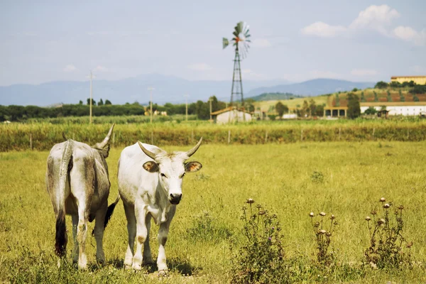 Krávy v maremma Toskánsku krajině — Stock fotografie