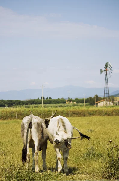 Vacas em Maremma — Fotografia de Stock