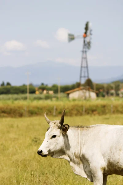 Mucche in Maremma — Foto Stock