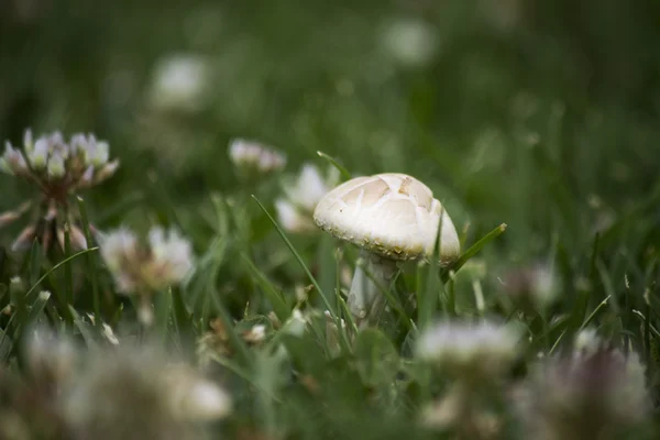 Cogumelo de outono — Fotografia de Stock