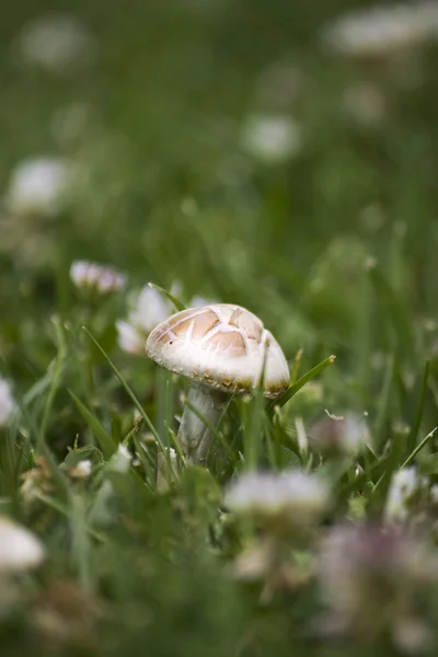 草の中のキノコ — ストック写真