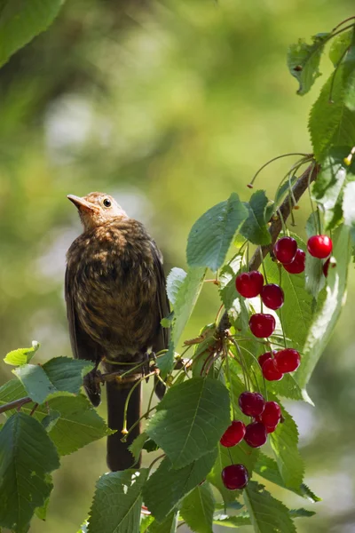 Blackbird їсть вишні — стокове фото