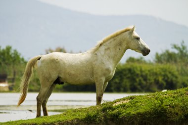 Camargue ATI