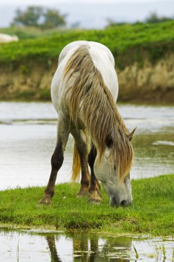 Camargue ATI
