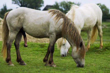 Camargue ATI