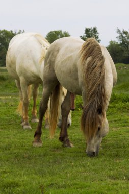 Camargue ATI