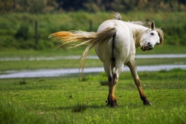 Camargue ATI