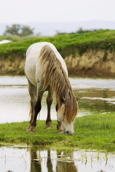 Camargue horse — Stock Photo, Image