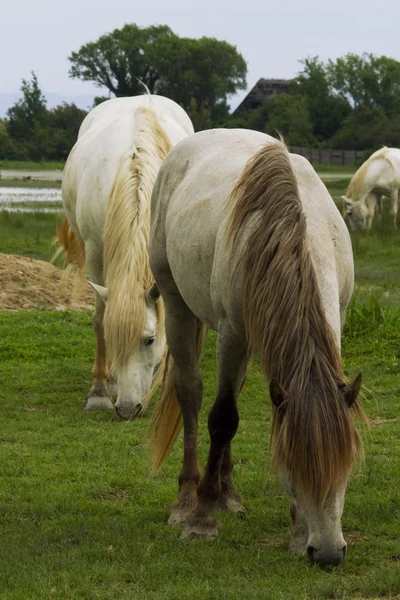 Cavalli Camargue — Foto Stock