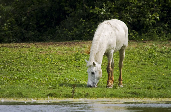 Cavallo Camargue — Foto Stock