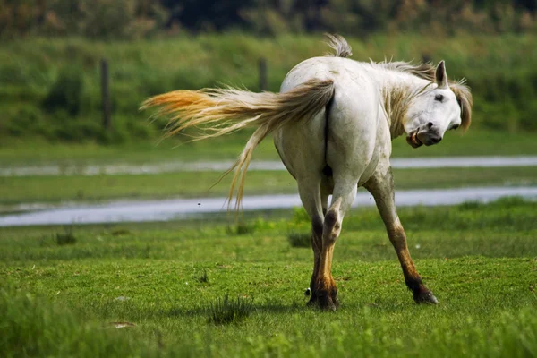 Камаргу кінь — стокове фото