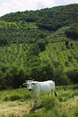 İnekler maremma Toskana peyzaj