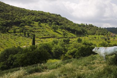 maremma içinde inek