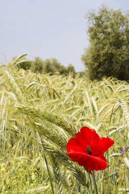 buğday alanları