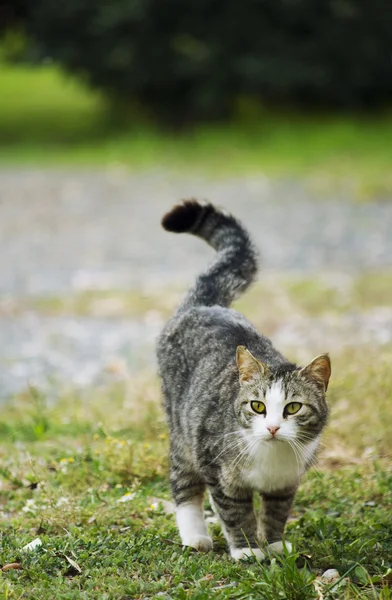Katten i gården – stockfoto
