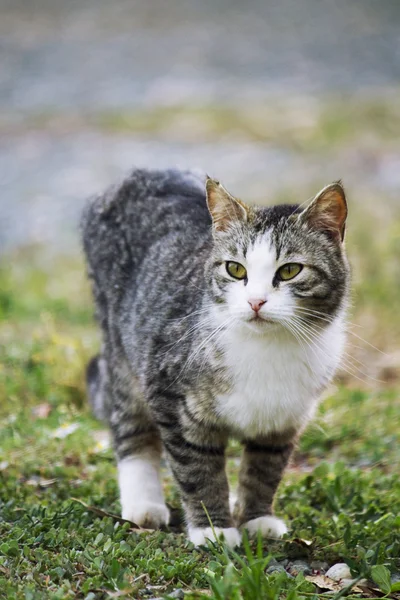 Cat in the yard — Stock Photo, Image