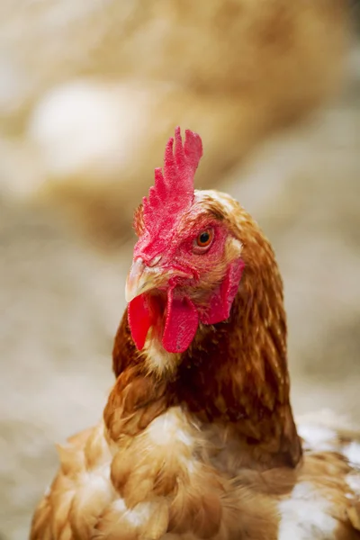 stock image Rooster in the yard