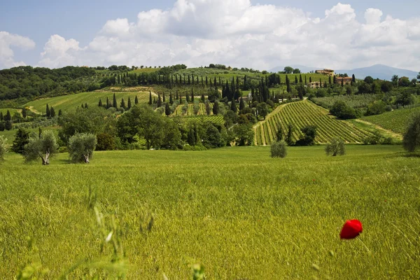 Tuscany images — Stock Photo, Image