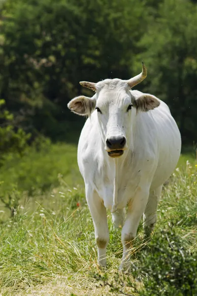 Vacas em Maremma — Fotografia de Stock