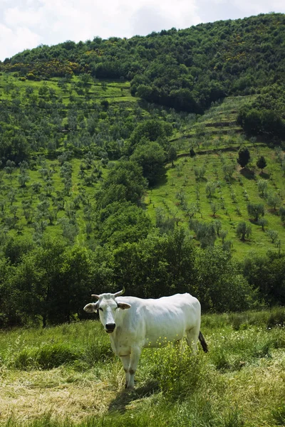 在 maremma 托斯卡纳景观的牛 — 图库照片