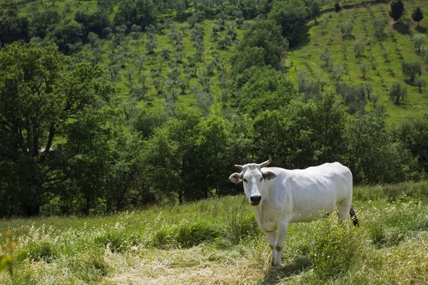 Αγελάδες σε maremma — Φωτογραφία Αρχείου