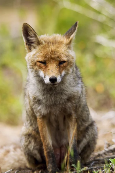 森の狐 — ストック写真