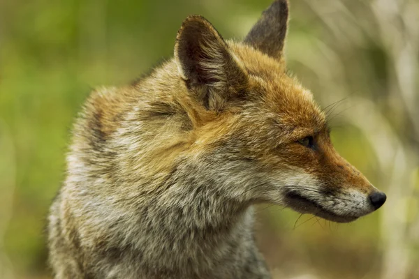 stock image Fox in the forest