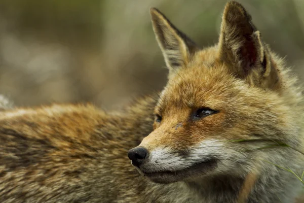 stock image Fox in the forest