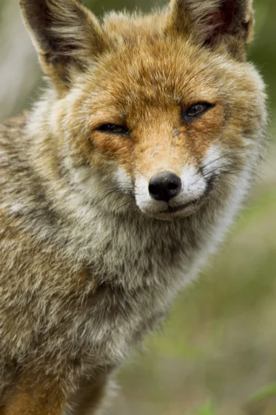 stock image The fox