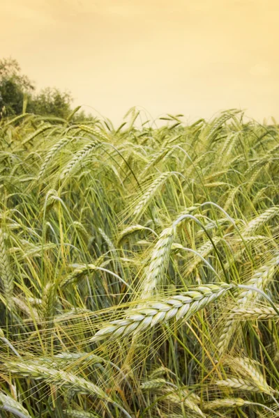 Пшеничні поля — стокове фото