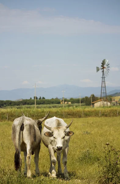 Krávy v maremma — Stock fotografie