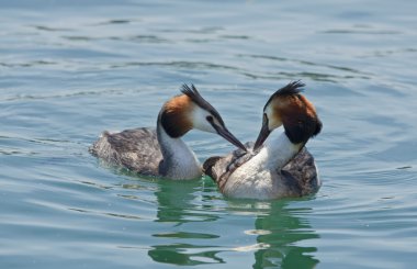 Crested grebes clipart