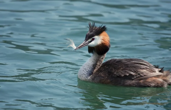 Great crested grebe — Stock Photo, Image