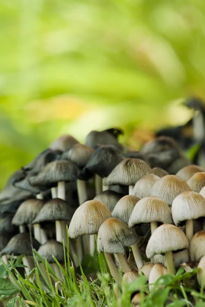 Bunch of autumnal fungi — Stock Photo, Image
