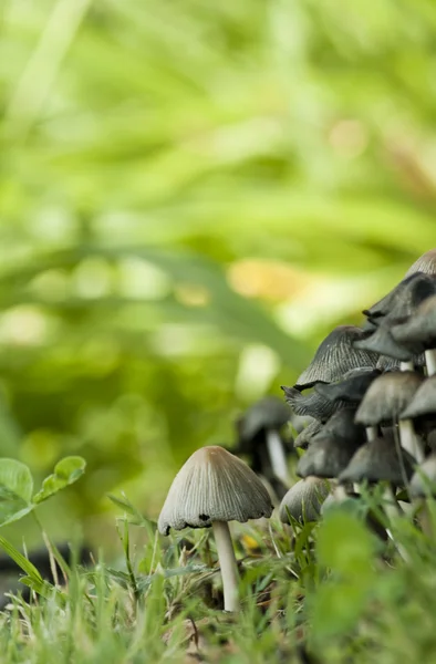 Bando de fungos outonais — Fotografia de Stock