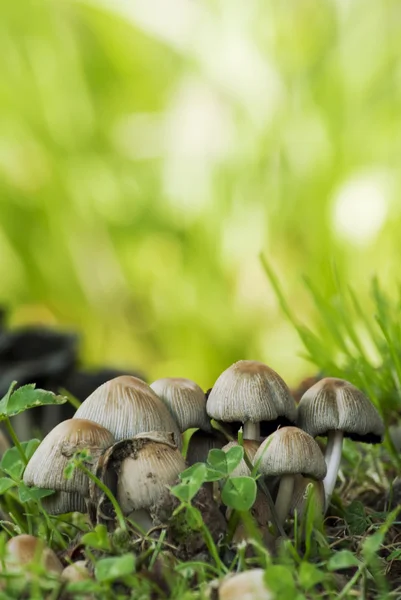Branco di funghi autunnali — Foto Stock