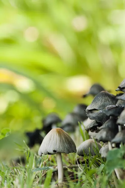 Кучка осенних грибов — стоковое фото