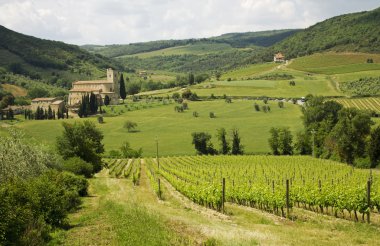 Vineyards in Tuscany with Abbey's, Antimo background clipart