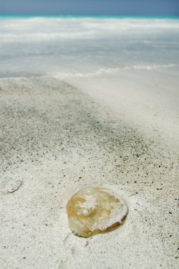 Jellyfish on the beach clipart