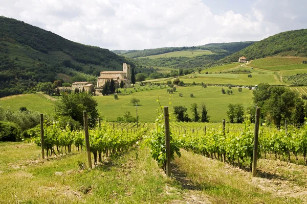 Vineyards in Tuscany with Abbey's — Stock Photo, Image