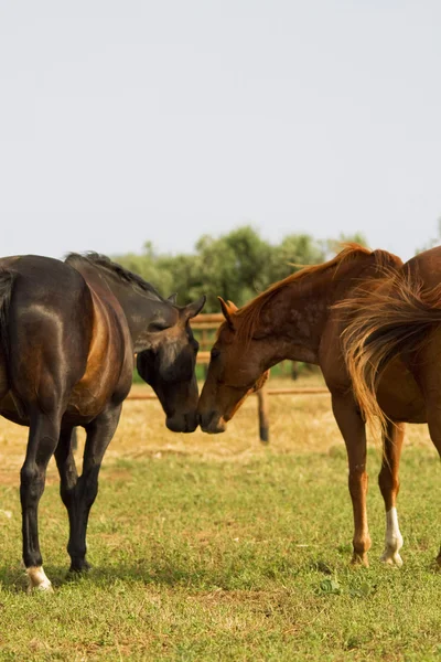 Cavalli innamorati — Foto Stock