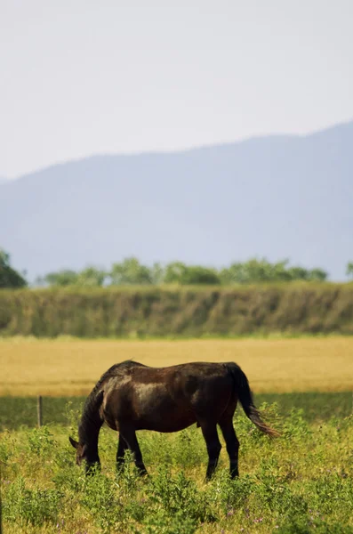 Ruskea hevonen — kuvapankkivalokuva