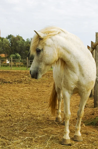 Vit ponny — Stockfoto