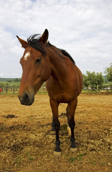 Koń brązowy — Zdjęcie stockowe