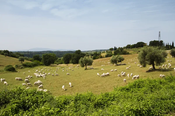 Pastoreo de ovejas —  Fotos de Stock