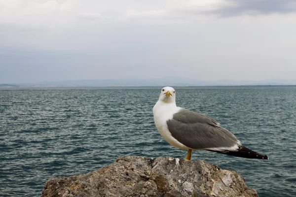 Seagull Argentario — Stockfoto
