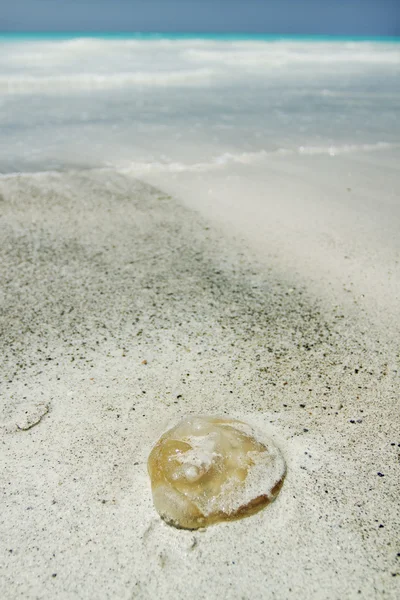 Sahilde denizanası — Stok fotoğraf