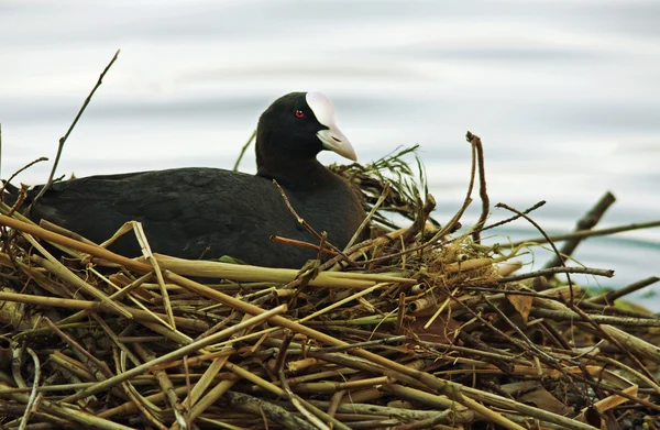 Meerkoet in het nest — Stockfoto