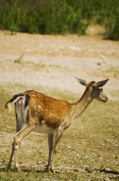 Březí samice jelena — Stock fotografie