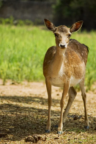 Březí samice jelena — Stock fotografie